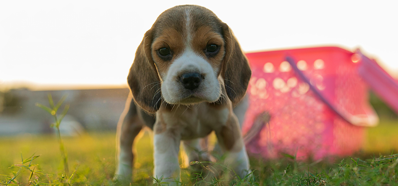 Canine Care Certified