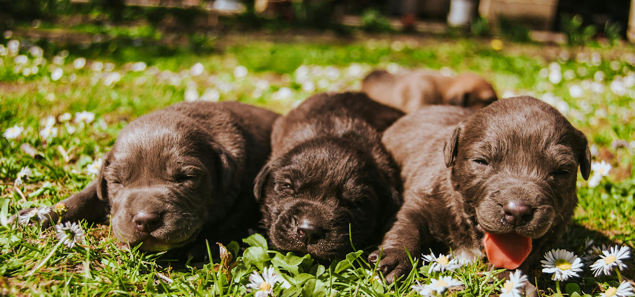 Your New Best Friend Awaits