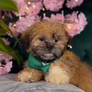 Shih Tzu – 1065