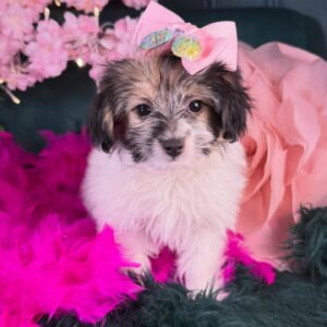 Morkie – 1059