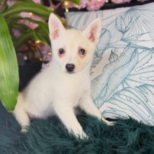 Alaskan Klee Kai – 1060