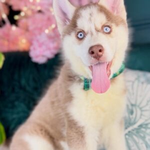 Siberian Husky – 1070