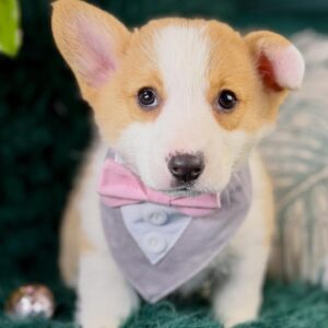 Pembroke Welsh Corgi – 1071