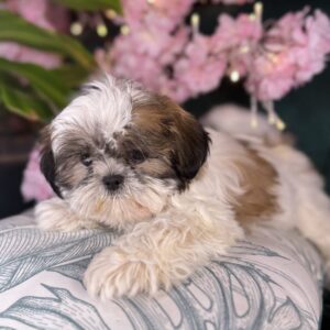 Shih Tzu – 1058