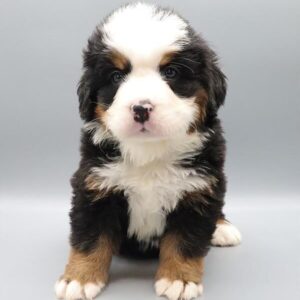 Bernese Mountain Dog – 1113