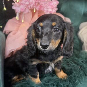 Dachshund – 1129