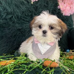 Shih Tzu – 1159