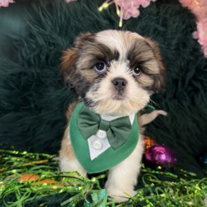 Shih Tzu – 1158