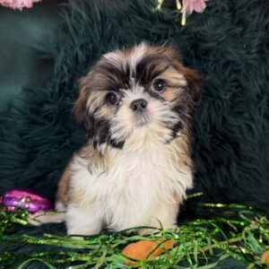 Shih Tzu – 1157