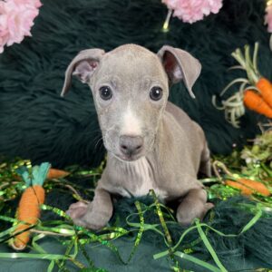Italian Greyhound – 1152