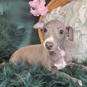 Italian Greyhound – 1164