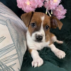 Jack Russell Terrier – 1199