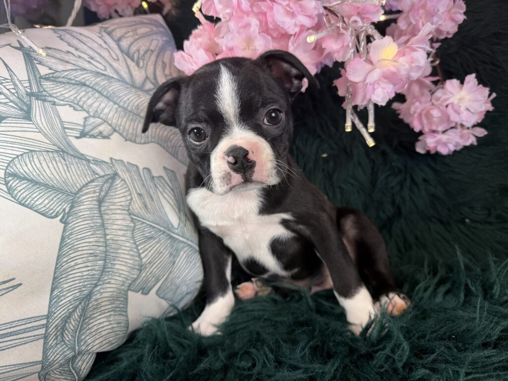 Archie 2
