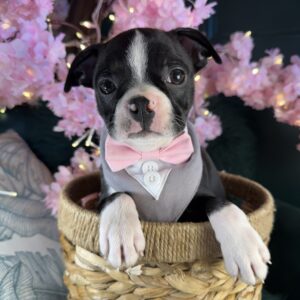 Boston Terrier – 1200