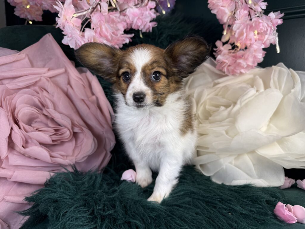 Bailey 2