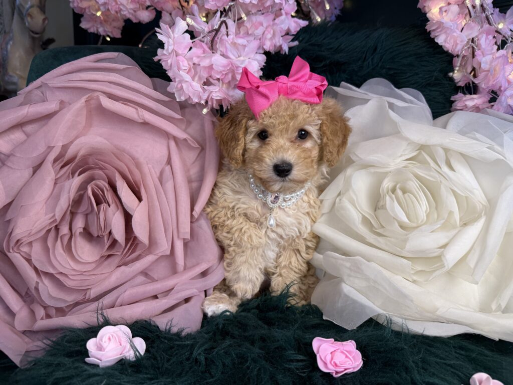 Nala