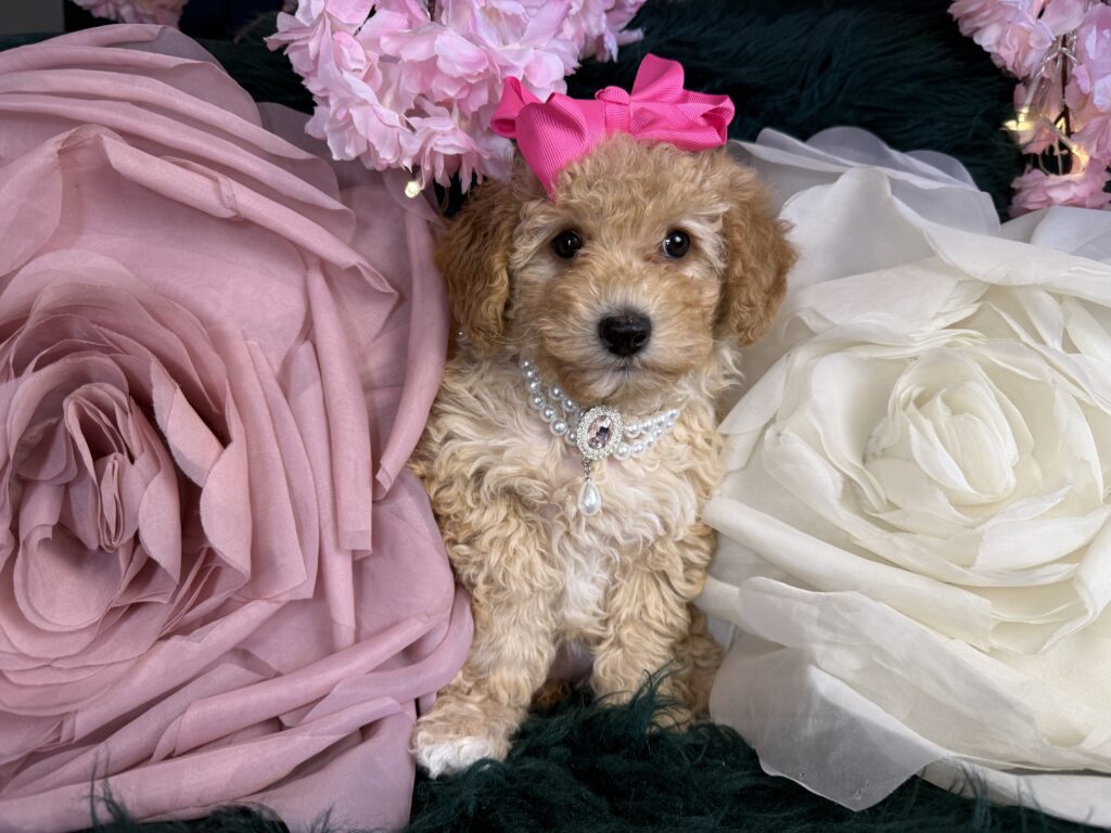 Nala 2