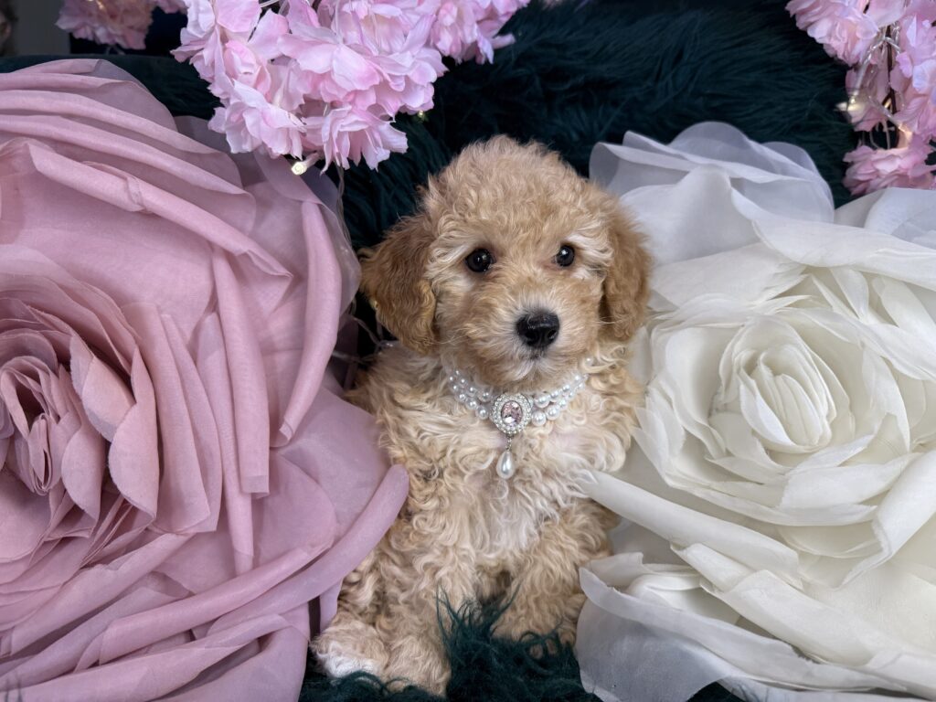Nala 3