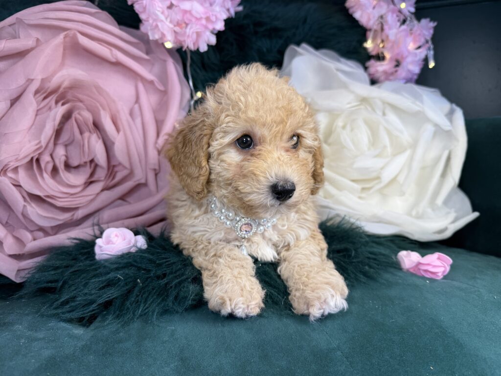 Nala 4