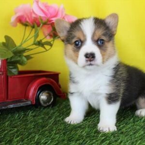 Josie
