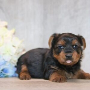 Murphy