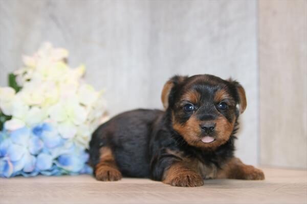 Murphy