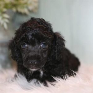 Bentley