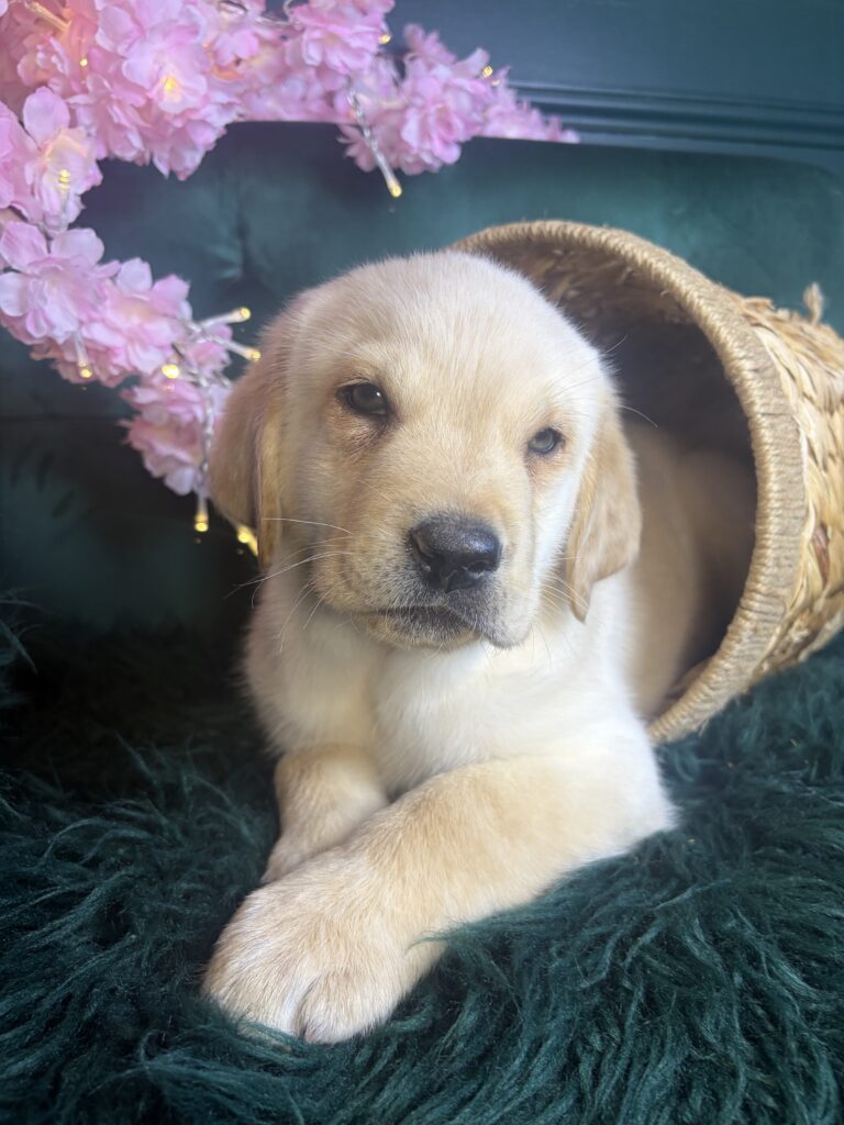 boomer 2