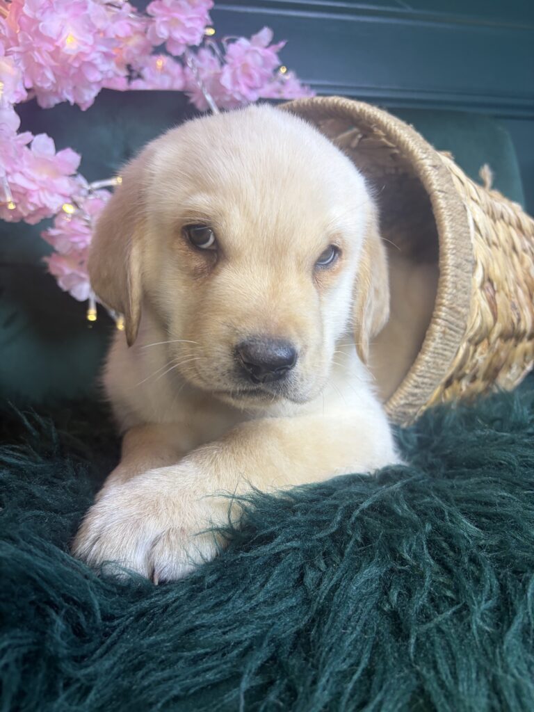 boomer 3