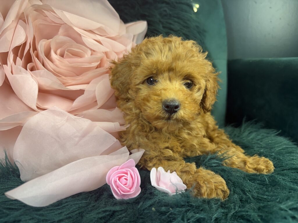 Peaches 2