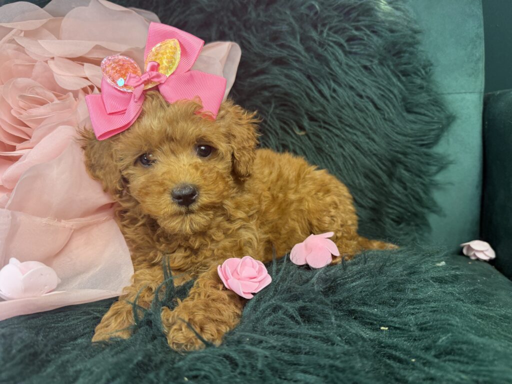 Peaches