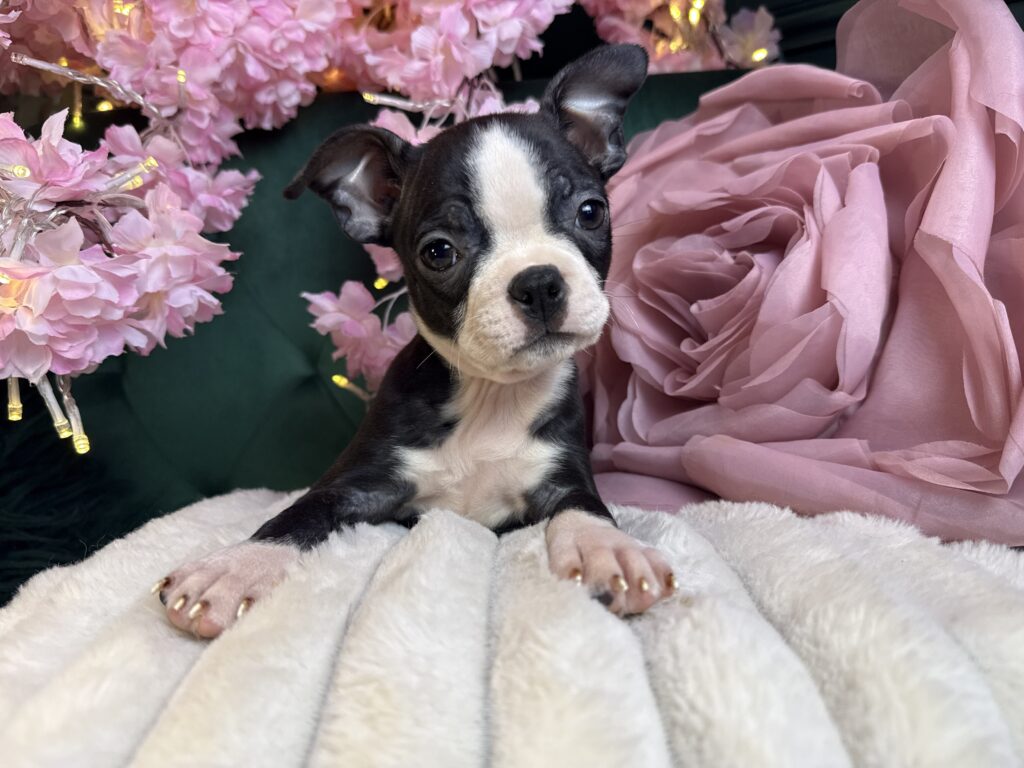 Dolly