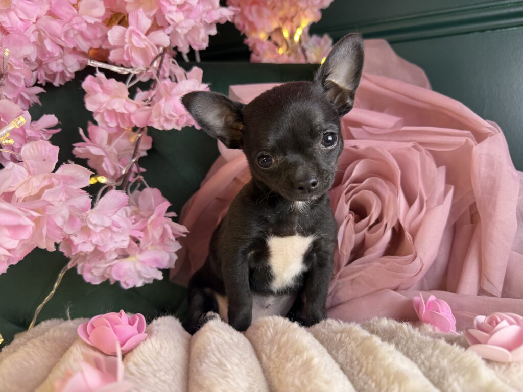 Dior