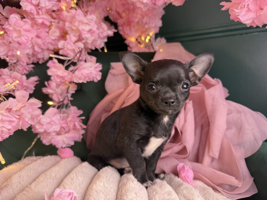 Dior 2