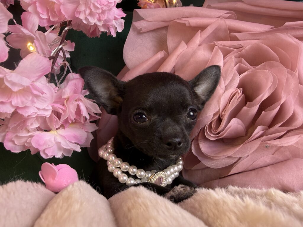 Dior 4