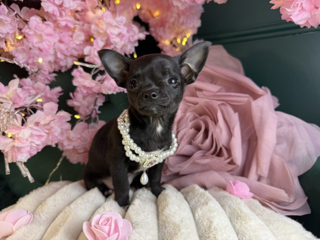 Dior 3