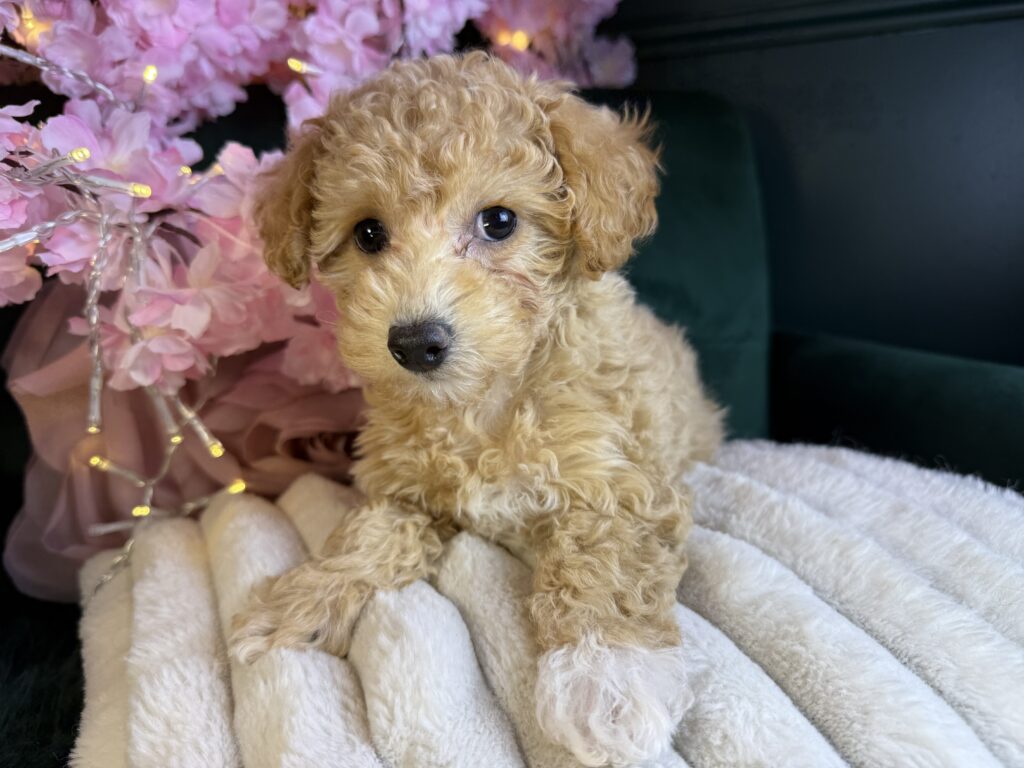 Harper Jo 4