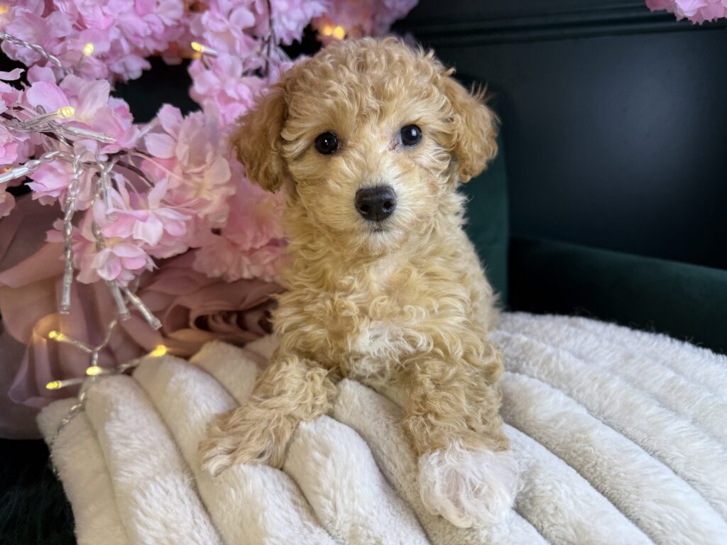 Harper Jo 3