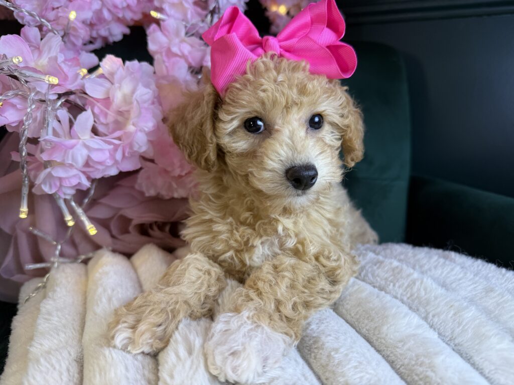 Harper Jo