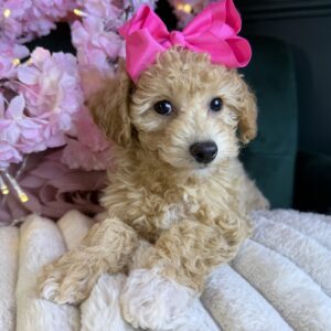 Harper Jo
