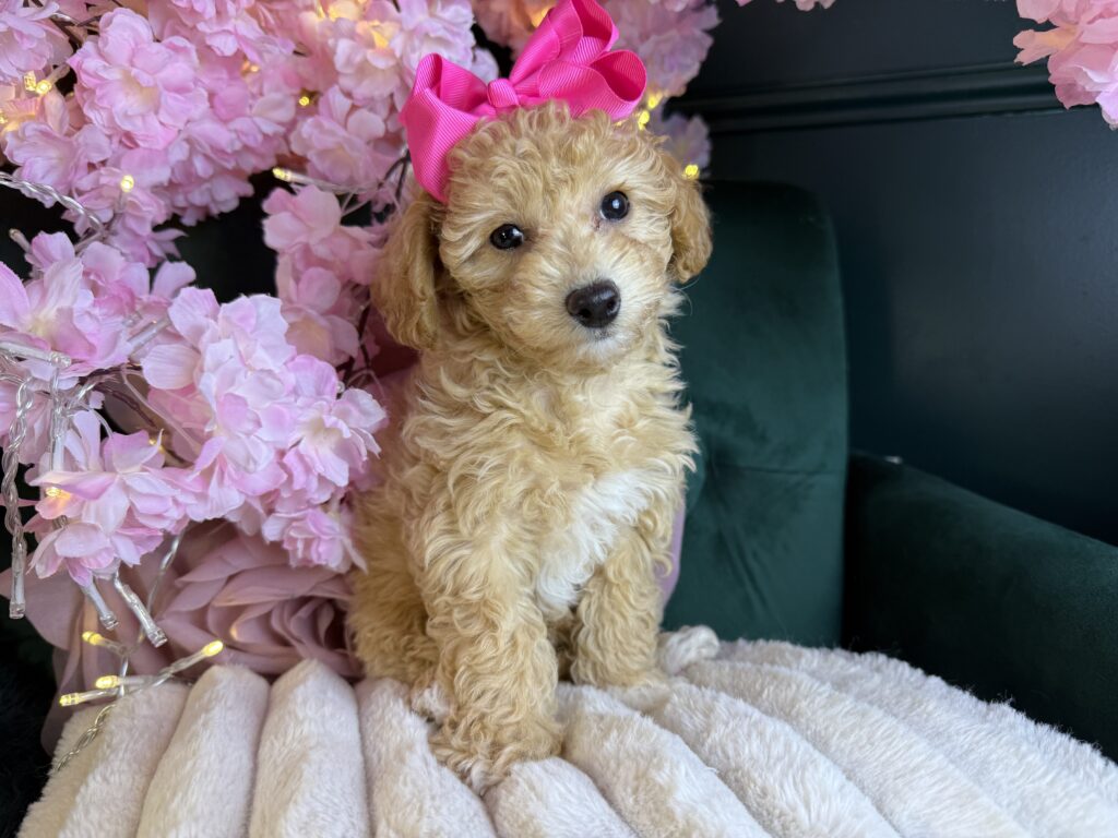 Harper Jo 2