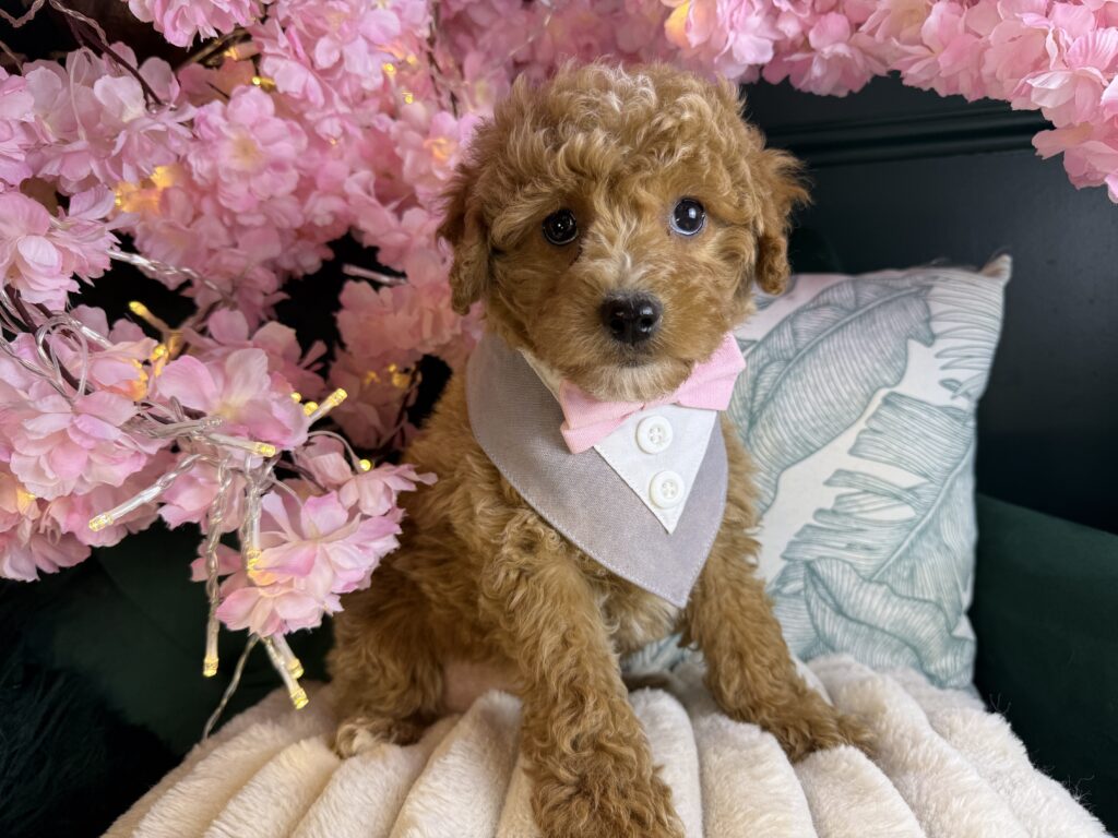 Duke