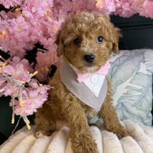 Duke