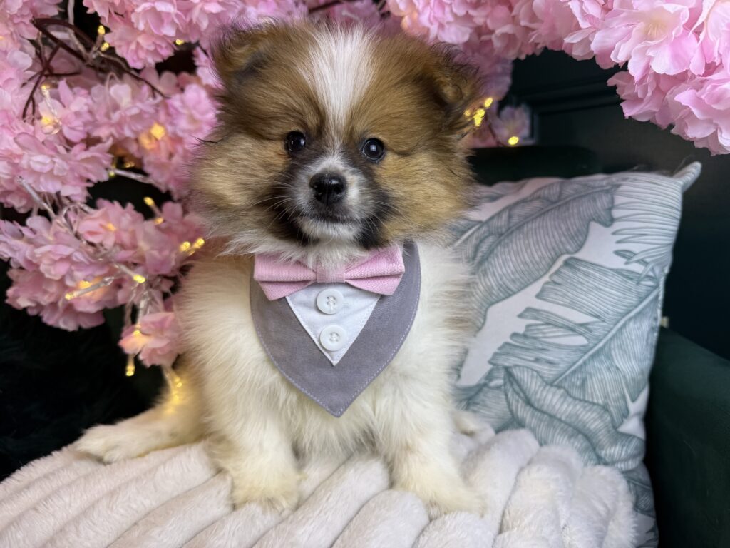 Bear