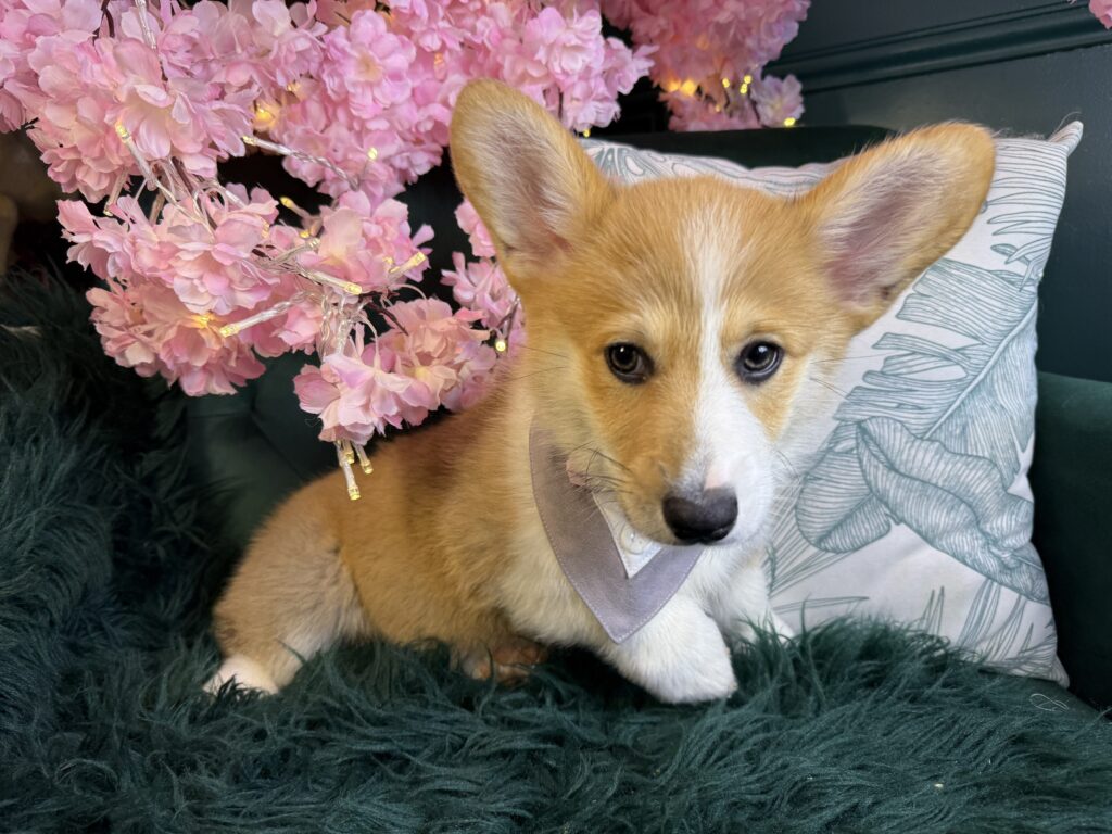 Nash