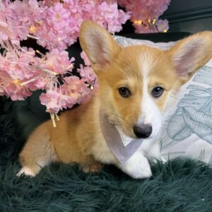 Nash