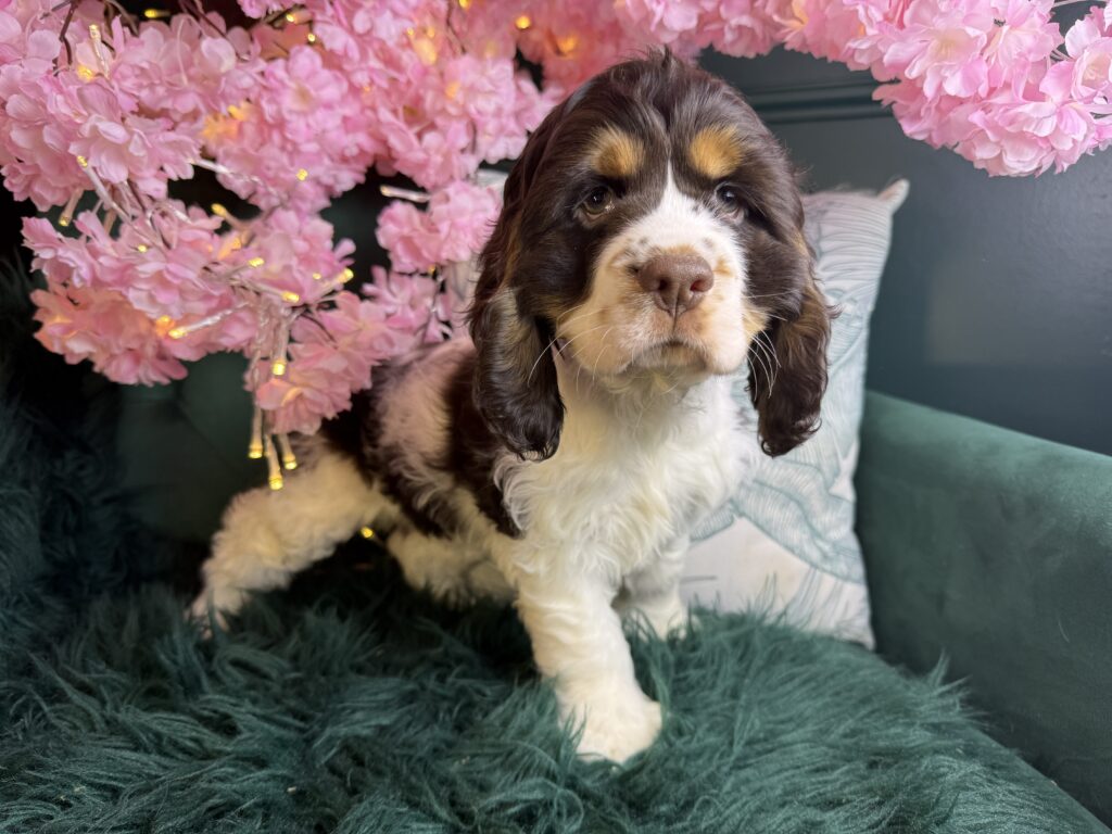 Arlo 3