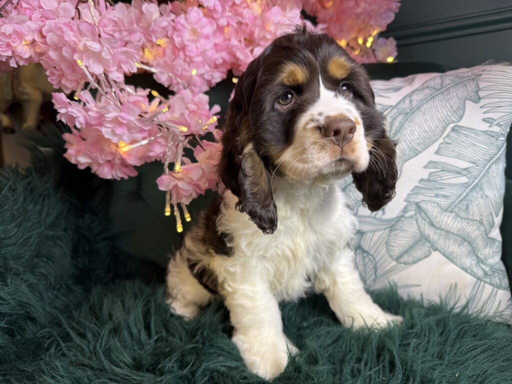 Arlo 2