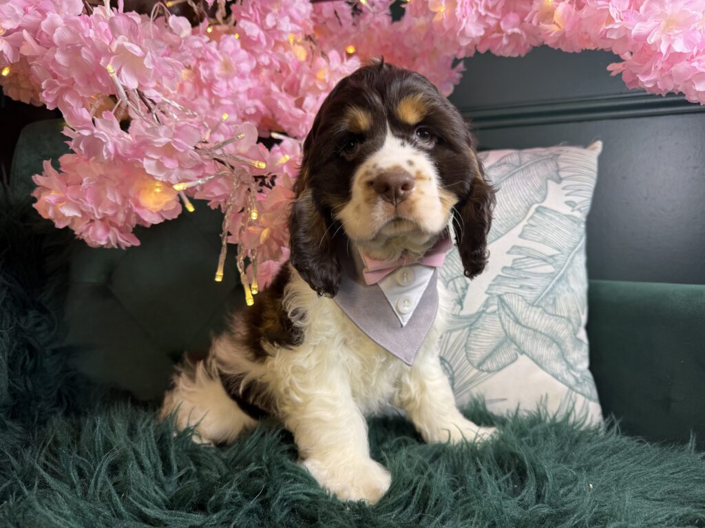 Arlo