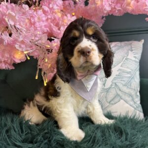 Arlo